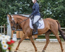 Dressurpferd Luna xx (Irish Sport Horse, 2015, von Dansant xx)