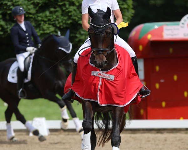 dressage horse Floyd 96 (Oldenburg, 2017, from Foundation 2)