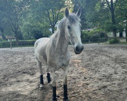 jumper Lieblings Ziege (Lusitano, 2015)