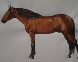 stallion Alqueive (Lusitano, 1959, from Quadro II)