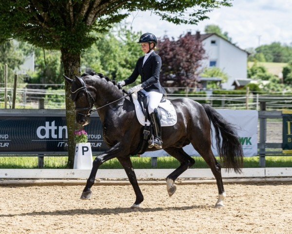 dressage horse Secreto (Westphalian, 2019, from Secret)