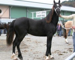 horse Bryncadno Eben (Welsh-Cob (Sek. D), 2008, from Gwynfaes Culhwch)