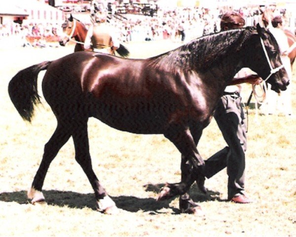 horse Uplands Brocade (Welsh-Cob (Sek. D), 1982, from Derwen Replica)