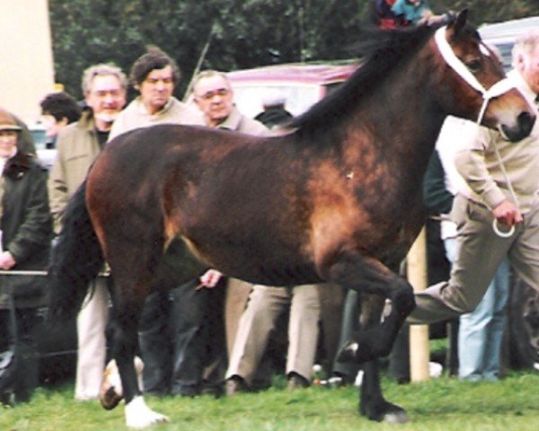 horse Abercippyn Rose Mary (Welsh-Cob (Sek. D), 1987, from Derwen Replica)