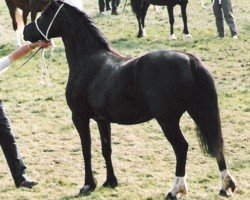 Pferd Brynalma Hefina (Welsh-Cob (Sek. D), 1988, von Derwen Replica)