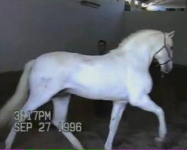 stallion Ufano II (Lusitano, 1979, from Maravilha)