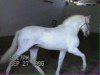 stallion Ufano II (Lusitano, 1979, from Maravilha)