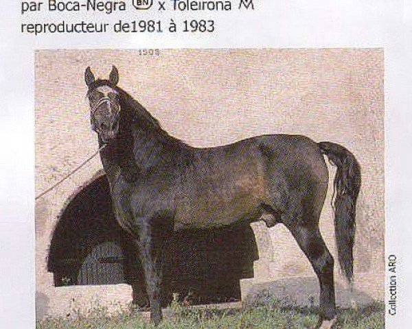 Deckhengst Maravilha (Lusitano, 1970, von Boca Negra)