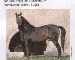 stallion Maravilha (Lusitano, 1970, from Boca Negra)