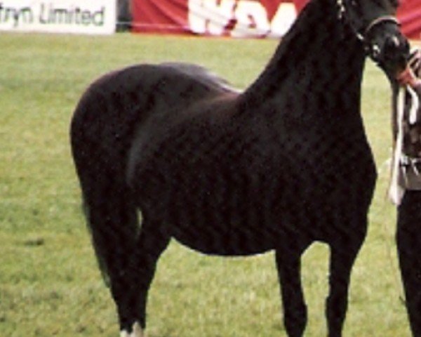 horse Brynalma Bethan (Welsh-Cob (Sek. D), 1972, from Llanarth Flying Comet)