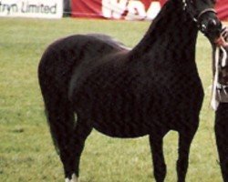 horse Brynalma Bethan (Welsh-Cob (Sek. D), 1972, from Llanarth Flying Comet)