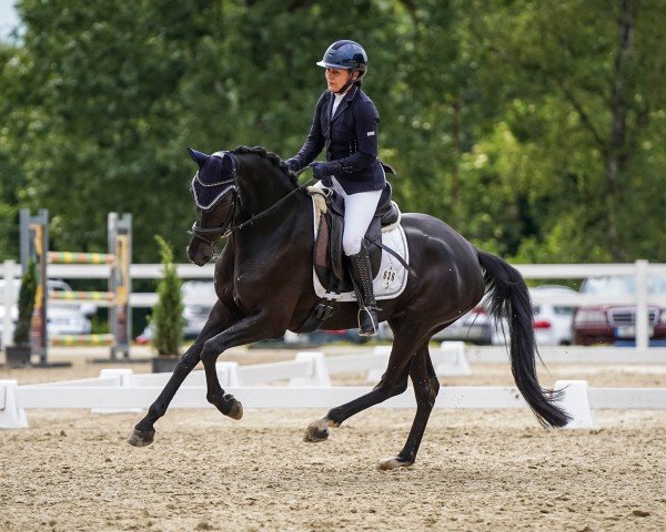 dressage horse Voila 26 (German Riding Pony, 2015, from Valido's Highlight)