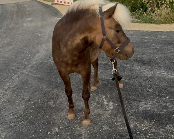 Pferd Rizzoli (Dt.Part-bred Shetland Pony, 2022, von Rimini)