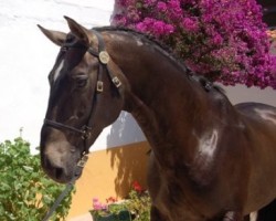 stallion Que-Estoiro (Lusitano, 1997, from Estoiro)