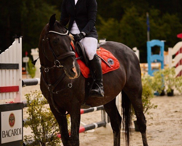 jumper Naseweiss (Hanoverian, 2005, from Langer Jan)