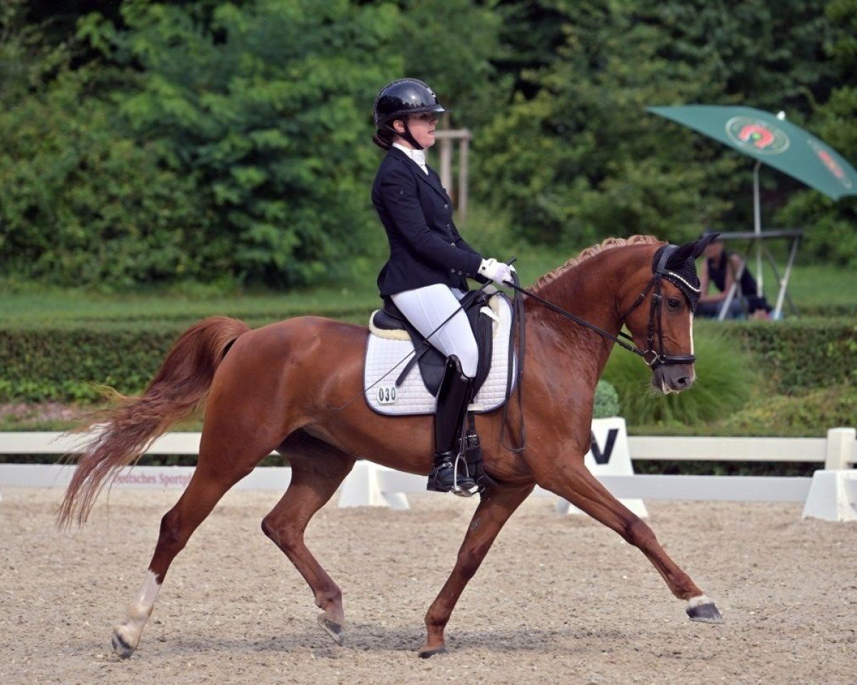 dressage horse April Love 21 (German Riding Pony, 2018, from Ampere)