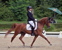 dressage horse April Love 21 (German Riding Pony, 2018, from Ampere)