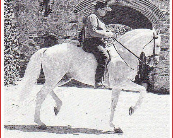 Deckhengst Eneias (Lusitano, 1955, von Principe VIII)