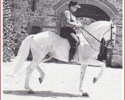 stallion Eneias (Lusitano, 1955, from Principe VIII)