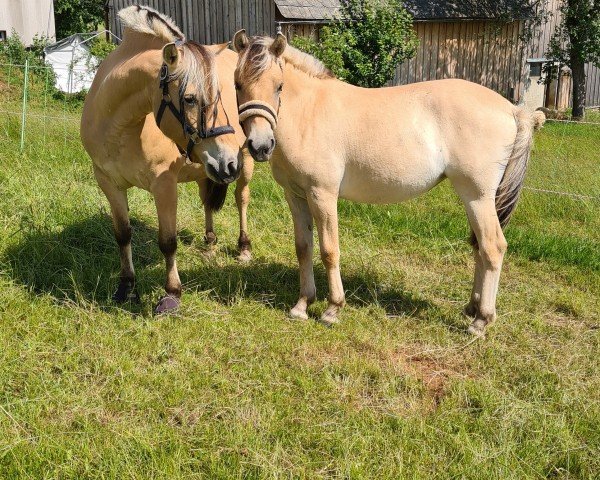 Pferd Fiona (Fjordpferd, 2023, von Smokey)