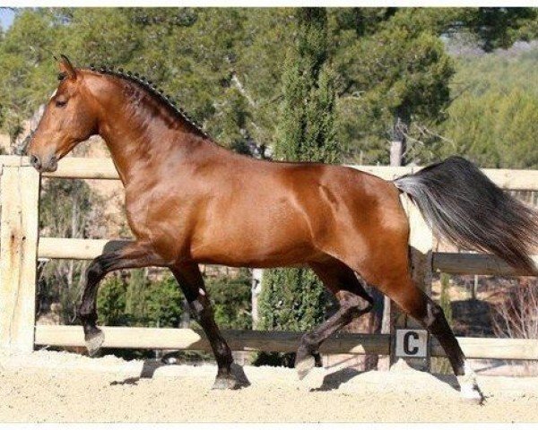 stallion Rieto (Lusitano, 1998, from Estoiro)