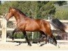 stallion Rieto (Lusitano, 1998, from Estoiro)