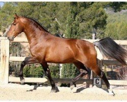 Deckhengst Rieto (Lusitano, 1998, von Estoiro)