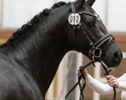 stallion Delacour (German Riding Pony, 2020, from Designed in Black AT)