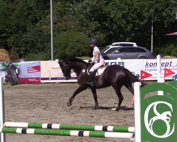 Reitturnier Mildstedt - Jumping Team Nord 2024