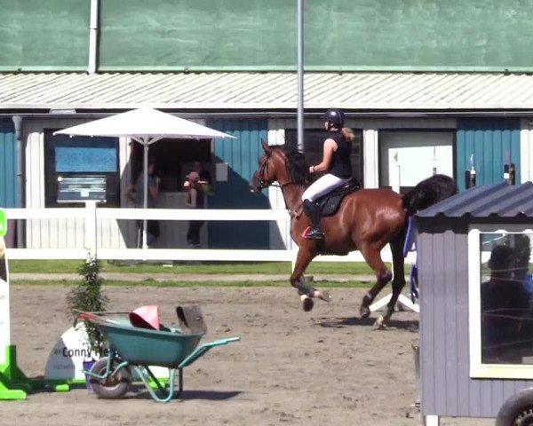 Reitturnier Mildstedt - Jumping Team Nord 2024