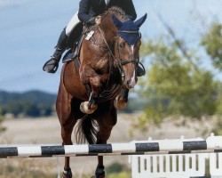 jumper Petite Curly Z (Zangersheide riding horse, 2019, from Picobello Van'T Roosakker)