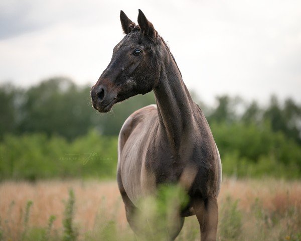 broodmare Bonfire (Westphalian, 1995, from Bormio xx)