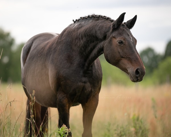 broodmare Dorn-Röschen (Hanoverian, 2008, from Dancier)