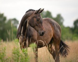 dressage horse Madjana Royal (Hanoverian, 2022, from Mescalero)