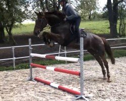 jumper Antonov Z (Zangersheide riding horse, 2018, from Aganix du Seigneur)