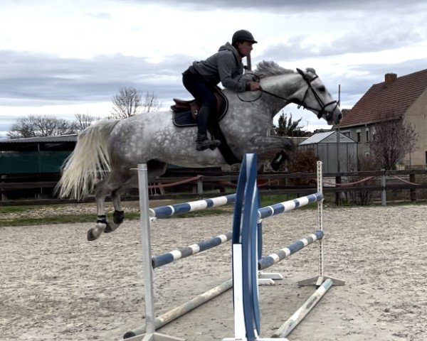 jumper Reza vd Bisschop (Belgian Warmblood, 2017, from Di Cantero van der Hulst Z)