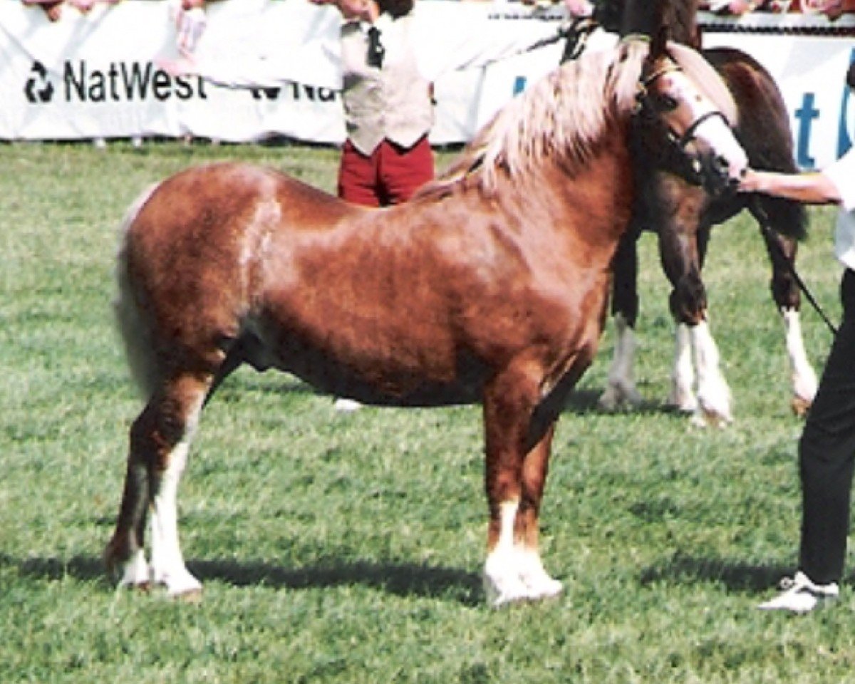 stallion Tyntyla Dafydd (Welsh-Cob (Sek. C), 1989, from Poundy Brenin)