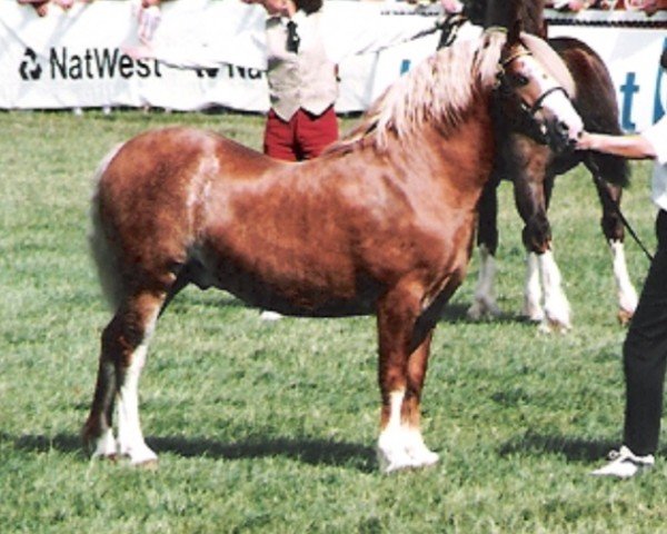 stallion Tyntyla Dafydd (Welsh-Cob (Sek. C), 1989, from Poundy Brenin)