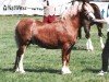 stallion Tyntyla Dafydd (Welsh-Cob (Sek. C), 1989, from Poundy Brenin)