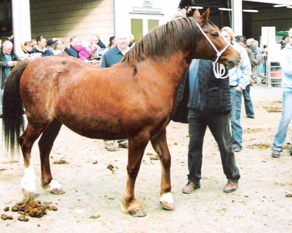 horse Tremymor Moonlight (Welsh-Cob (Sek. D), 1996, from Tyntyla Dafydd)