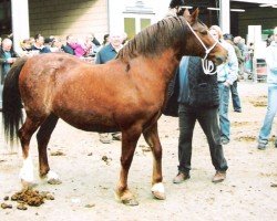 Pferd Tremymor Moonlight (Welsh-Cob (Sek. D), 1996, von Tyntyla Dafydd)