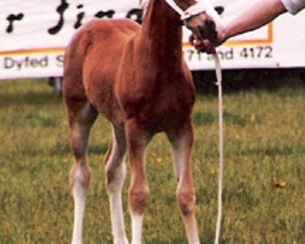 Pferd Tyngwndwn Bridesmaid (Welsh-Cob (Sek. D), 1986, von Nebo Bouncer)