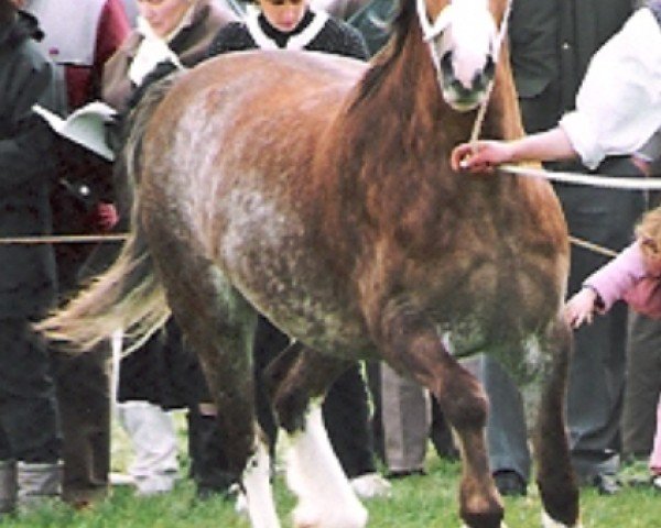 Zuchtstute Tyngwndwn Brenhines (Welsh-Cob (Sek. C), 1988, von Nebo Bouncer)