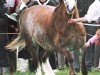 Zuchtstute Tyngwndwn Brenhines (Welsh-Cob (Sek. C), 1988, von Nebo Bouncer)