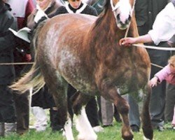 broodmare Tyngwndwn Brenhines (Welsh-Cob (Sek. C), 1988, from Nebo Bouncer)