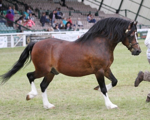 Deckhengst Bryncarreg Lightning Jack (Welsh-Cob (Sek. C), 2001, von Nebo Bouncer)