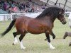 stallion Bryncarreg Lightning Jack (Welsh-Cob (Sek. C), 2001, from Nebo Bouncer)