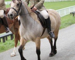 Pferd Bwllfa Caramel (Welsh-Cob (Sek. D), 2004, von Bryncarreg Lightning Jack)