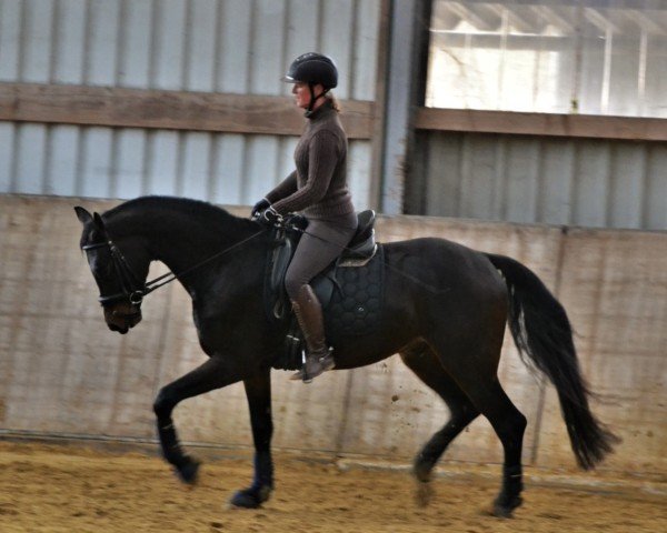 dressage horse Skywalker 100 (Westphalian, 2018, from Sensation)