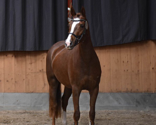 Dressurpferd Köhlhorsts Golden Darcy (Deutsches Reitpony, 2021, von Neverland WE)